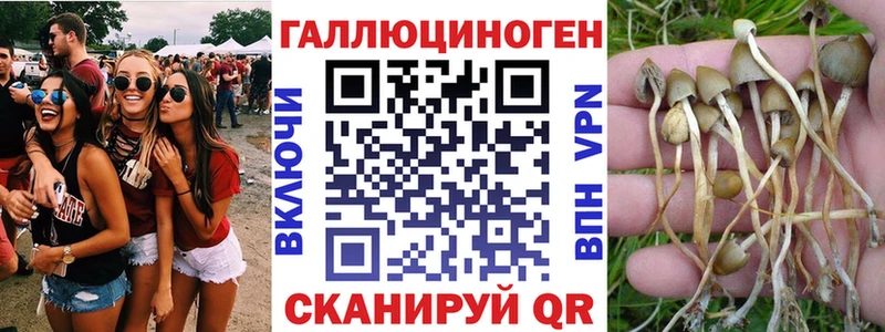 Галлюциногенные грибы Psilocybe  Ужур 
